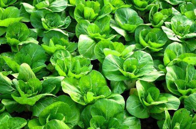 江門飯堂承包 江門飯堂承包